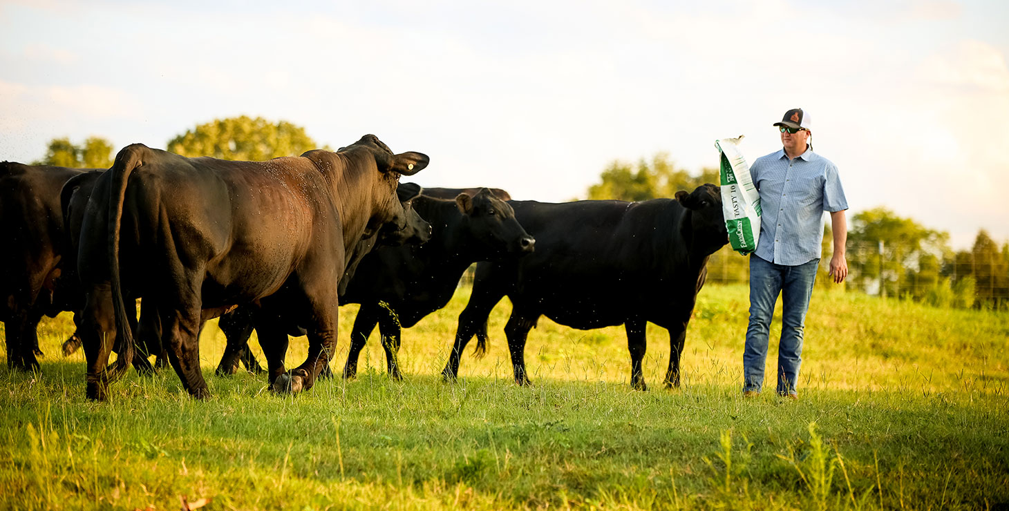 A herd of black cattle look to a cattleman holding a feed sack at feeding time.